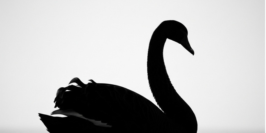 Rappresentazione visiva dell'articolo: Il Cigno Nero in finanza: quando l'improbabile diventa realtà